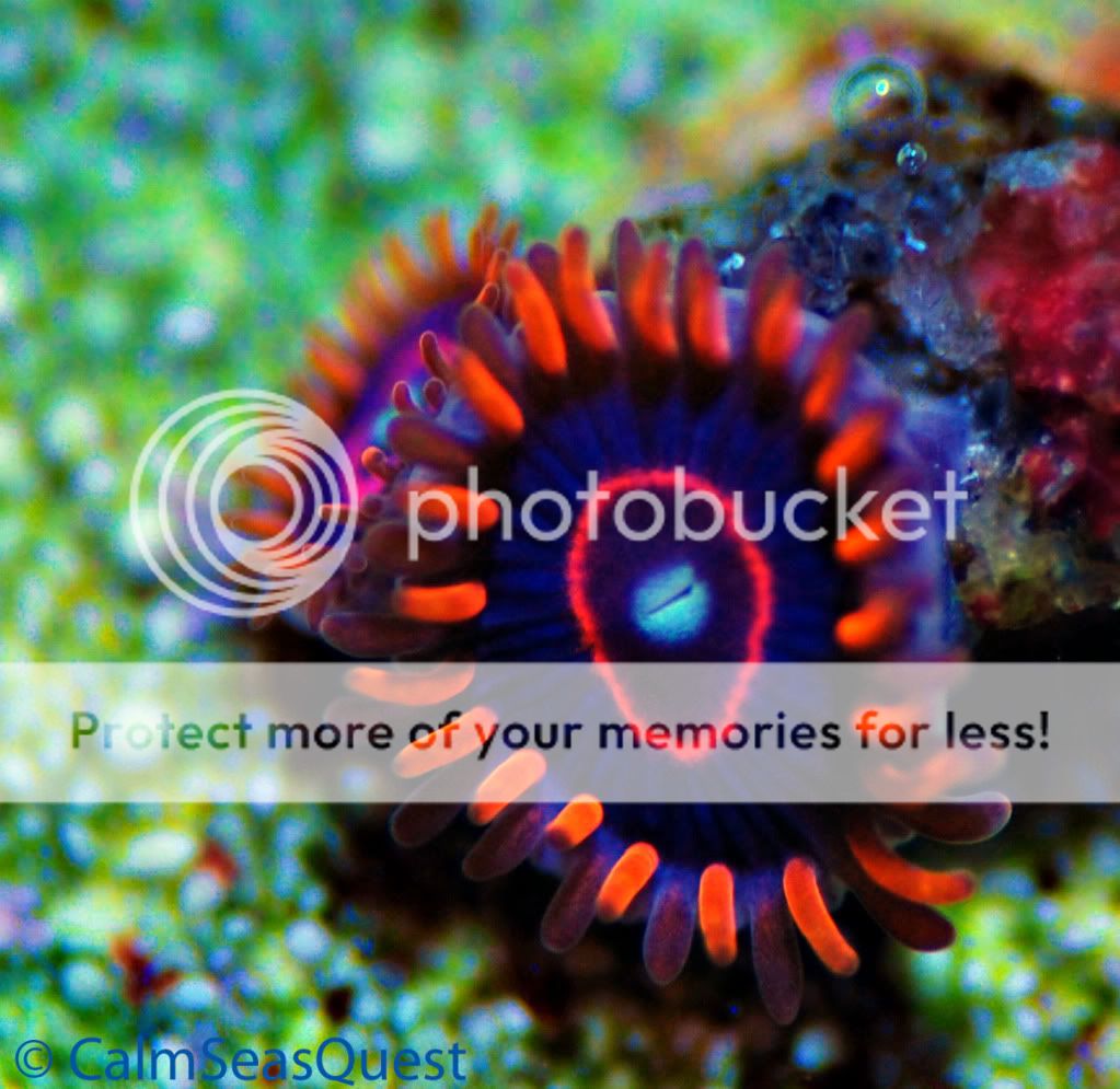 Hornet Red - Zoa/Paly eye candy thread