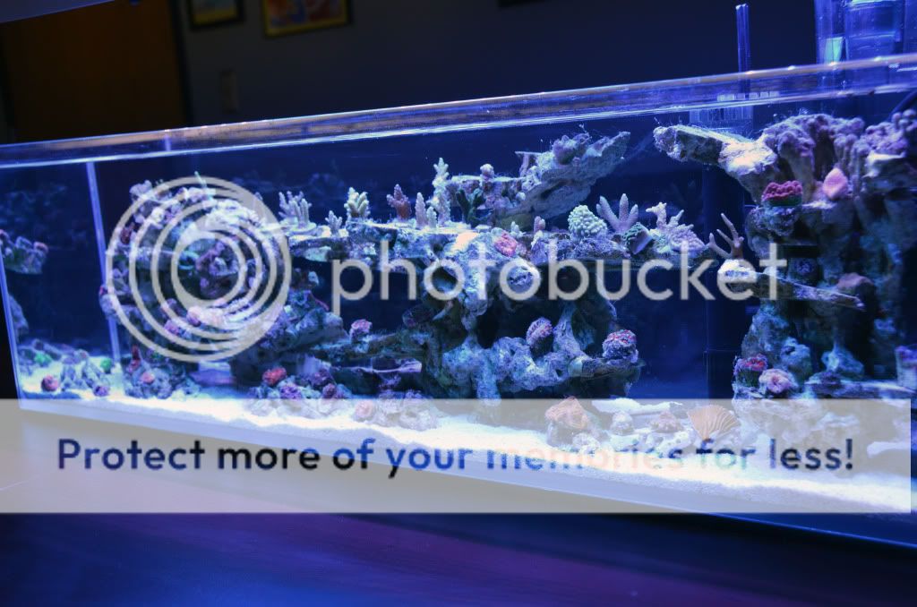 DSC 0876 - CalmSeasQuest's 36" Nano Build