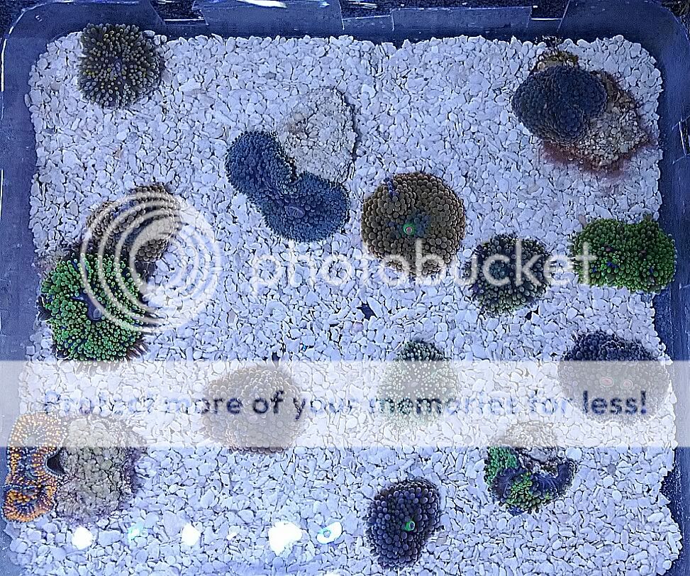 CalmSeasQuest's 2012 Desktop Nano IMG 20120106 143653 - CalmSeasQuest's 2012 Desktop Nano