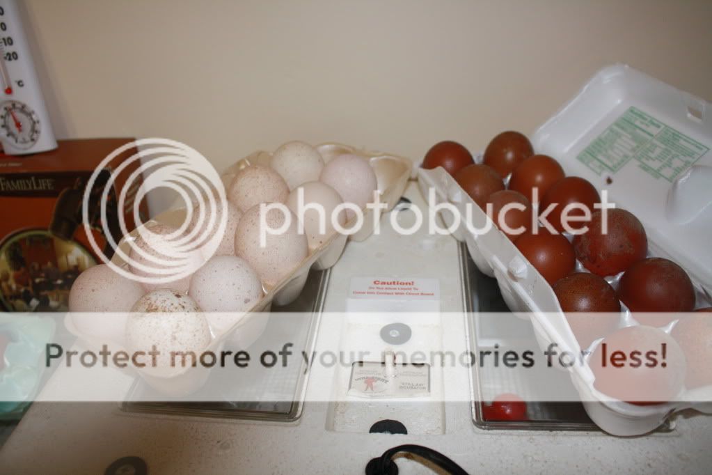 Do you wash eggs before placing them in incubator? BackYard Chickens