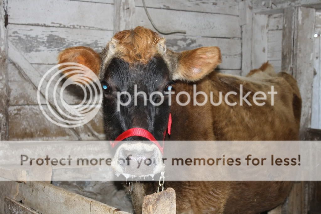 We Finally Found Her...... - Cattle