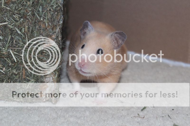 Hampster xx Hampster xx